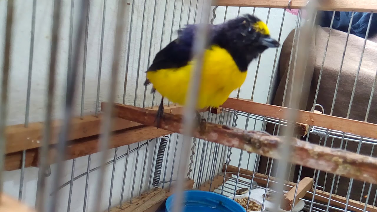 Platanero cantando