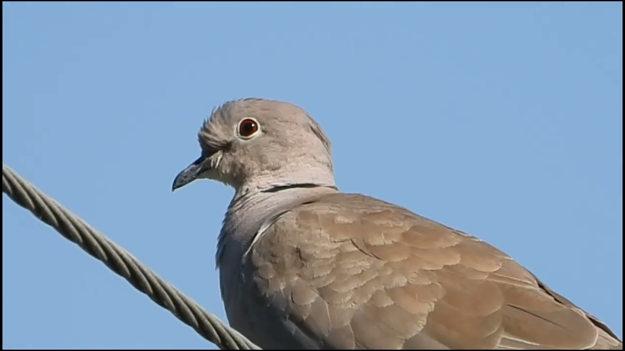 Çok Tatlısın