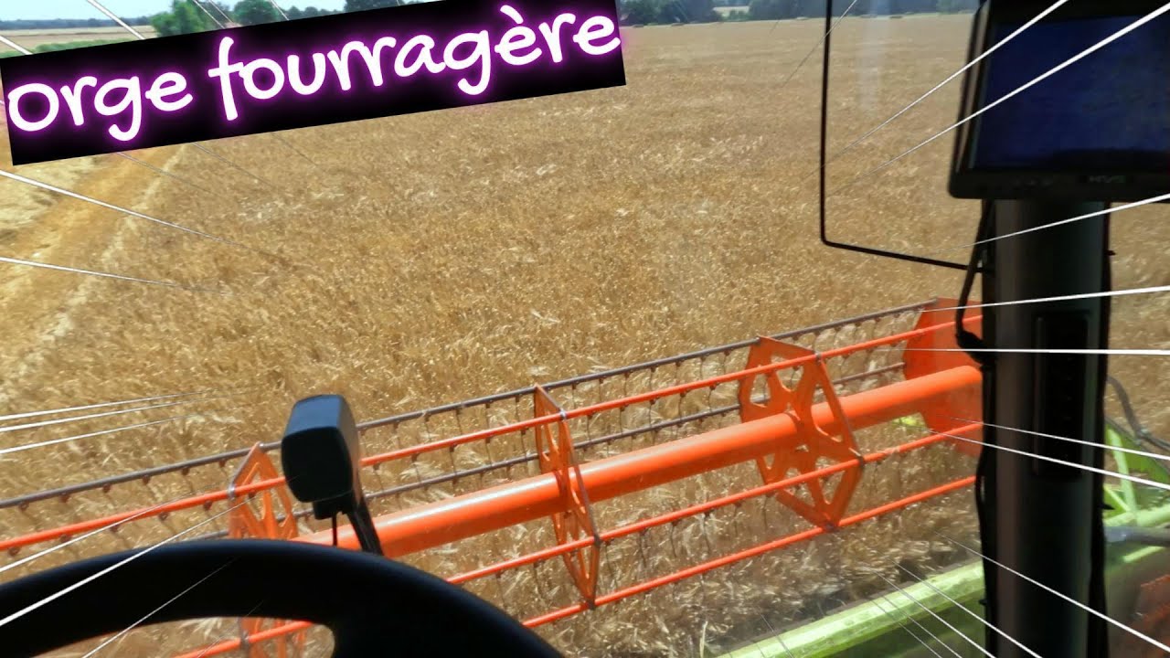 MOISSON D'ORGE - 2025