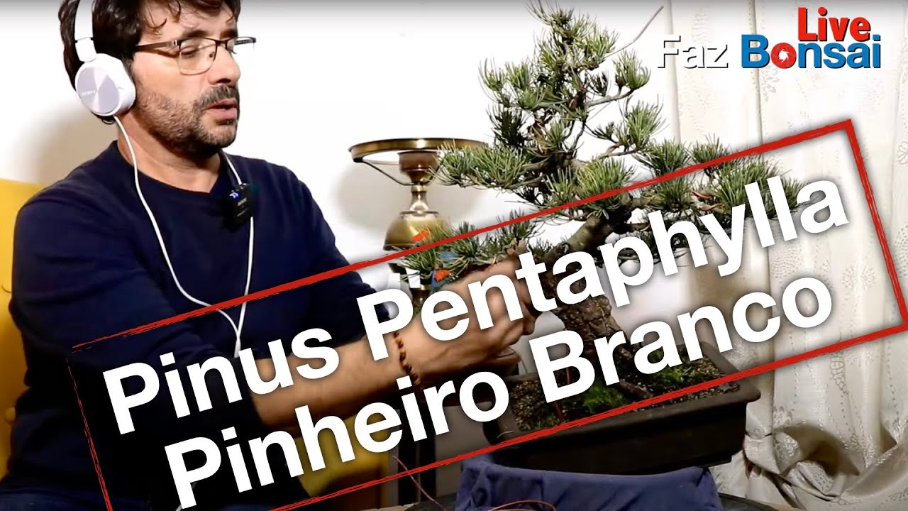 Faz Bonsai Live - Pinus Pentaphylla