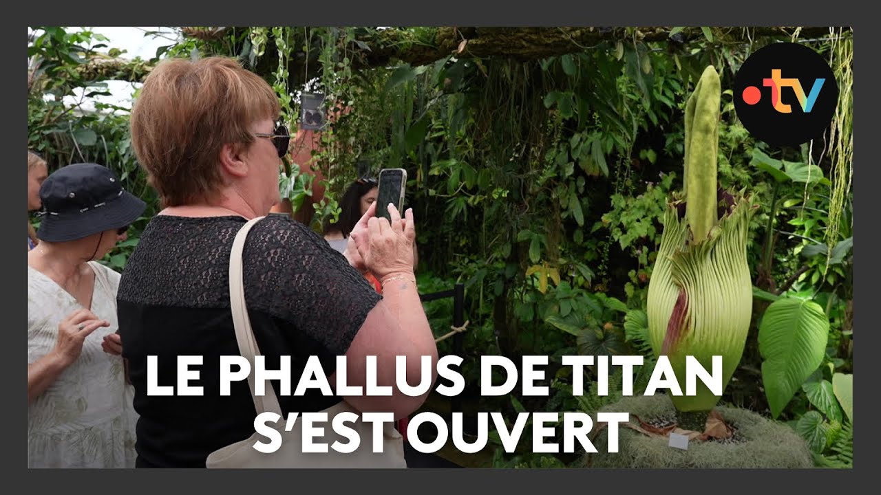 Le phallus de titan du jardin botanique de Nancy s'est enfin ouvert