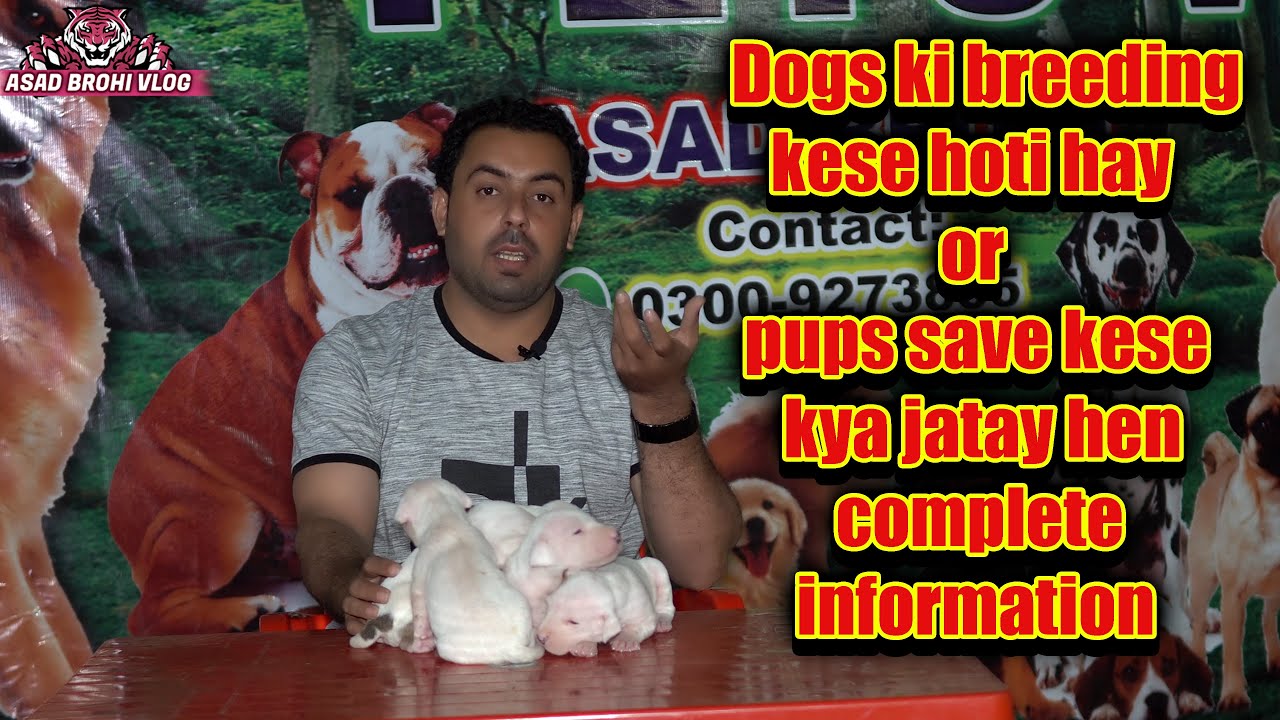 dogs breeding kese hoti hay or pups save kese kya jatay hen (Asad Brohi vlog)