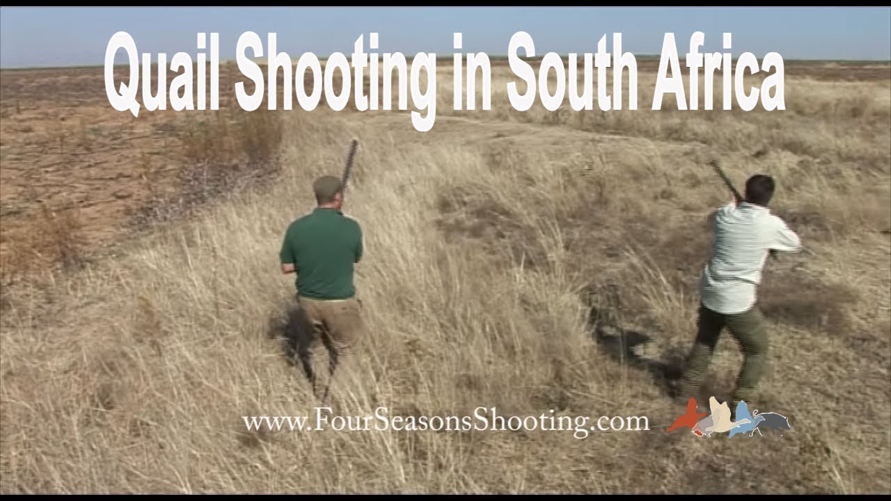 Quail shooting in South Africa with four seasons shooting Holiday's