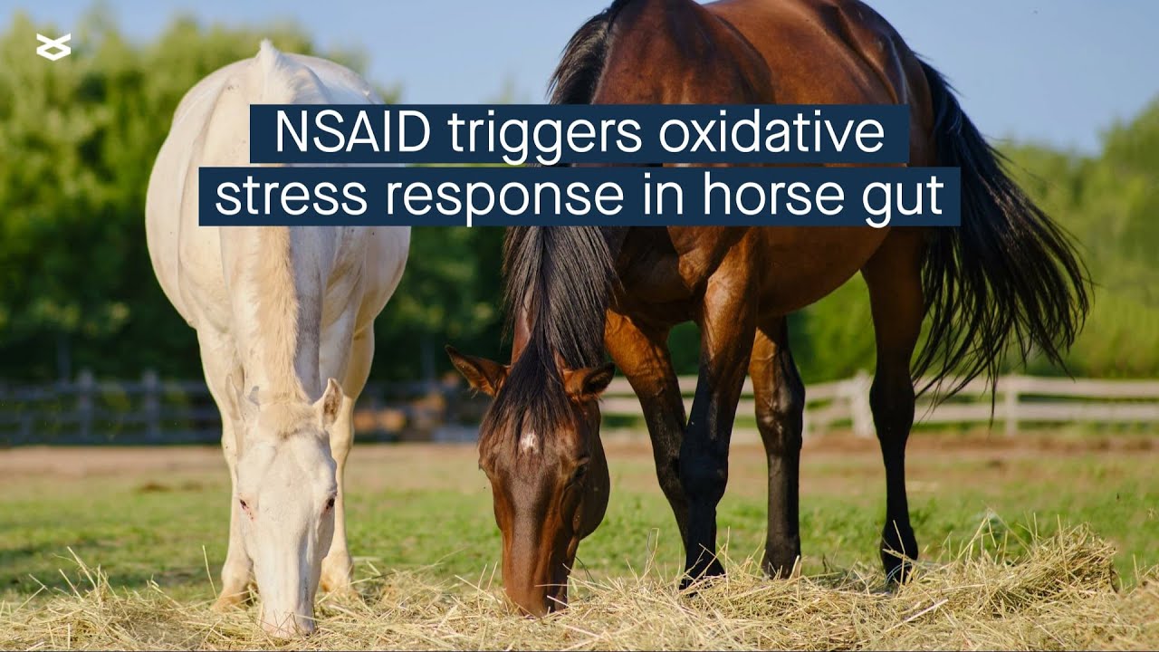 Multi-omics integrated analysis in an equine model of mild intestinal injury
