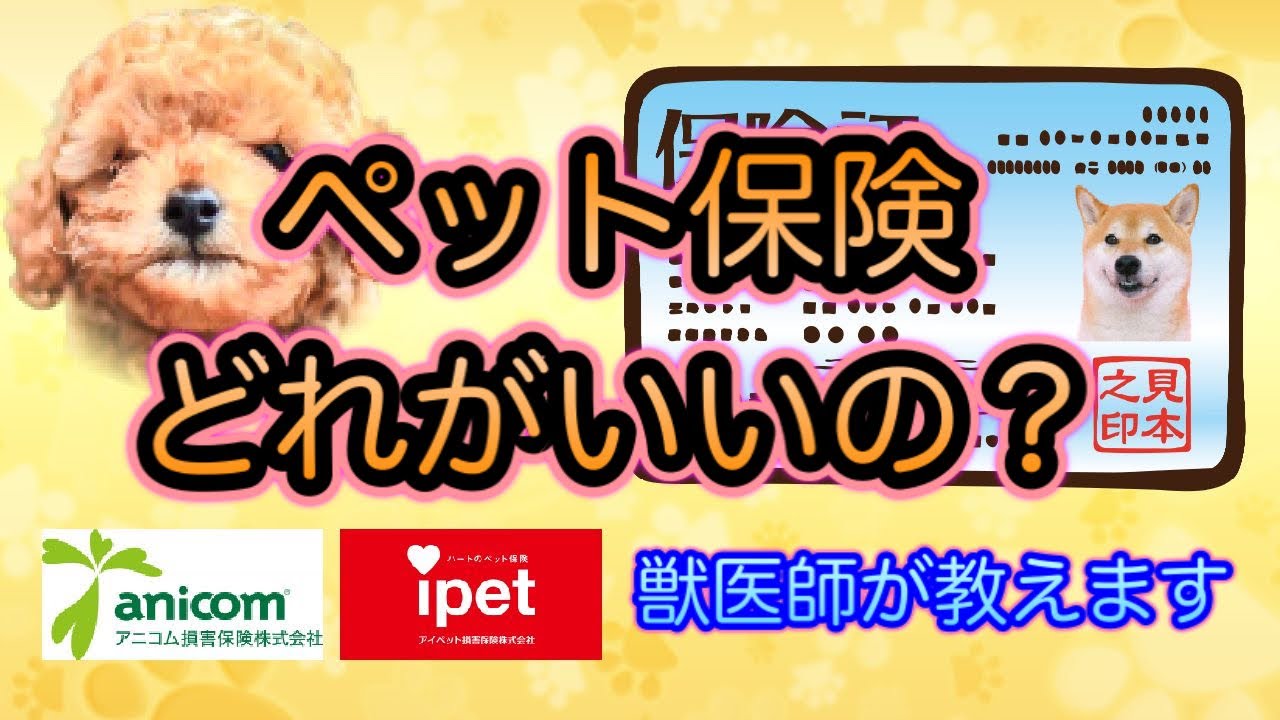 【おすすめのペット保険】ペット保険は入るべき？加入する時はここを確認‼︎5社比較してわかりやすく獣医師が解説-人の保険と違いを解説、保険選びの重要ポイント紹介-