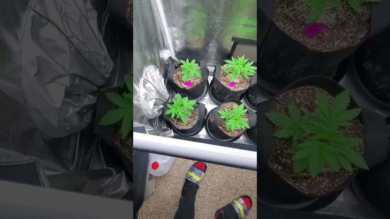 Gorilla Grow Tent 2x4 Shorty Setup