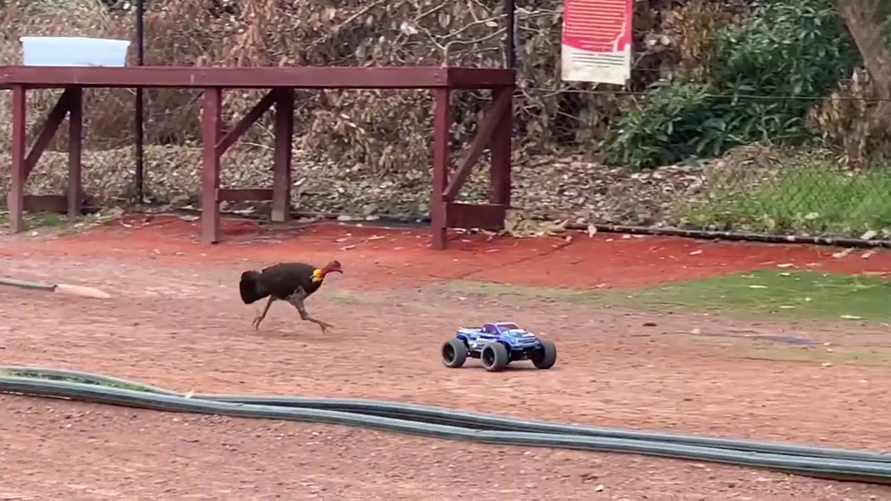 Funny Bush Turkey Video