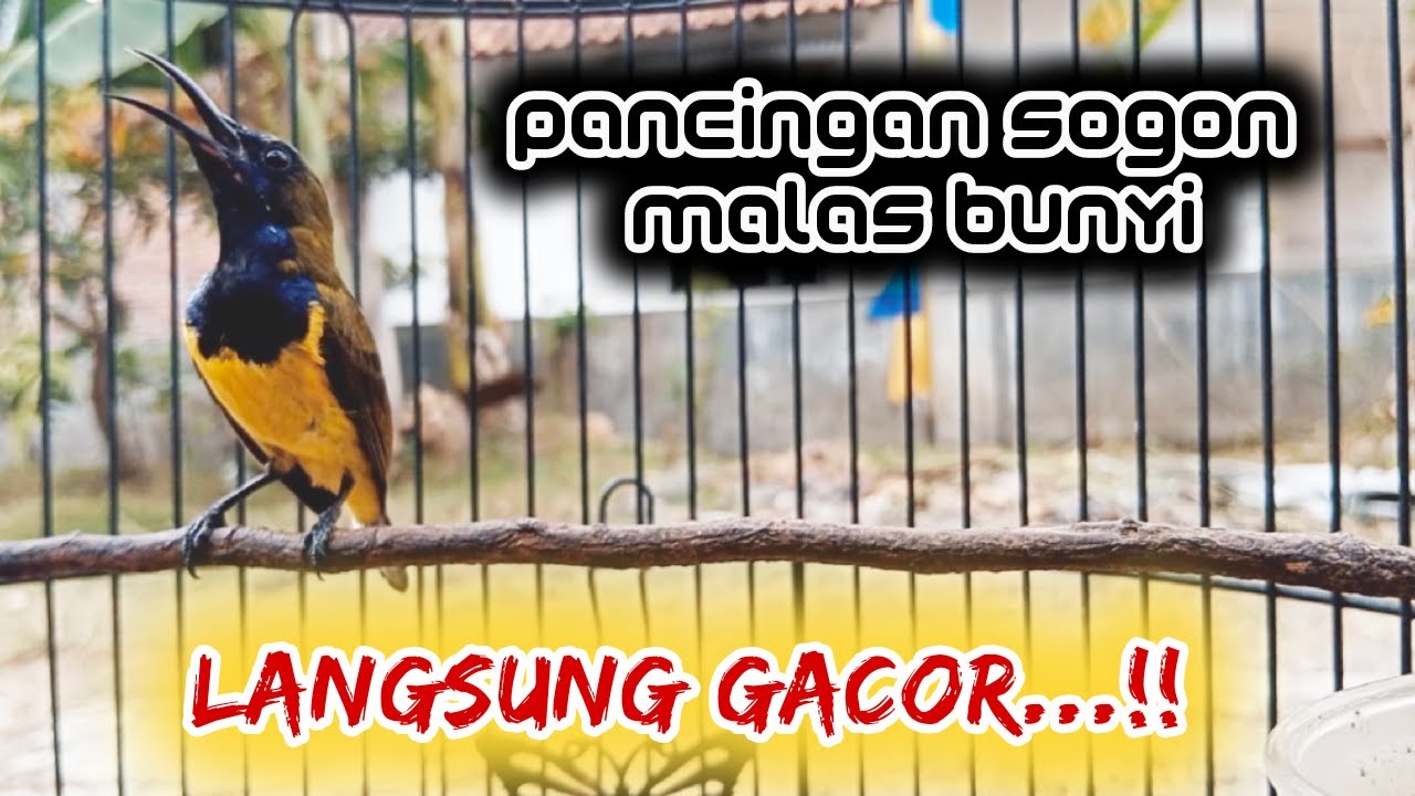 PANCINGAN SOGON MALAS BUNYI SEBENTAR LANGSUNG RESPON DENGAR SUARA SOGON INI   #pancingansogon #sogon