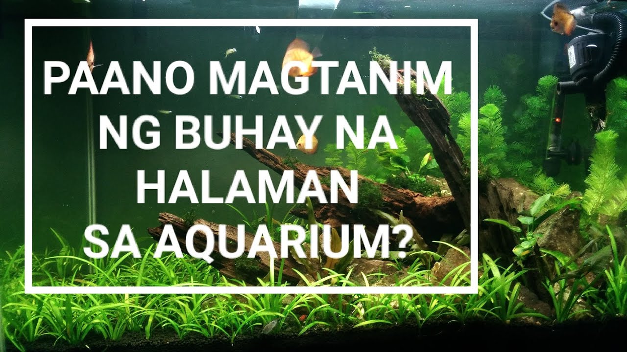How to Grow Aquatic Plants (Basic Aquascaping)