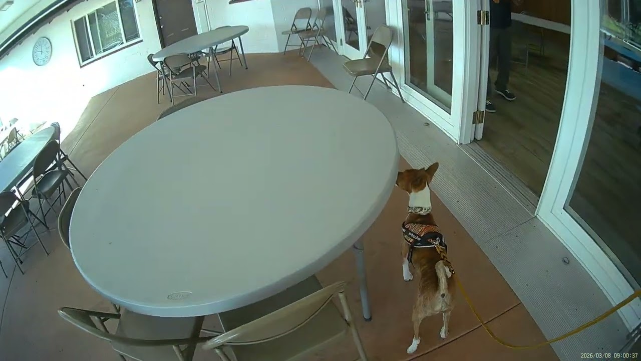 Detective run #2, NQ... March 8, 2026, Bonita,  CA. MoJo the Basenji🐾
