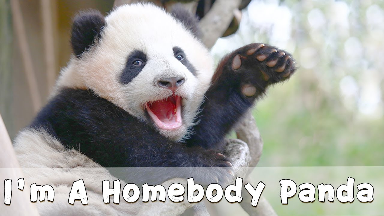 I’m A Homebody Panda | iPanda