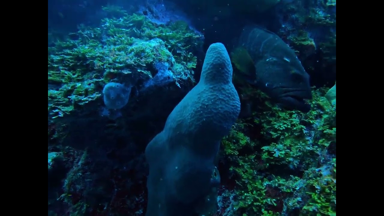 Scuba Diving Little Cayman with Reef Divers | Cascades, Dot’s Hot Spot & Barracuda | Day 4