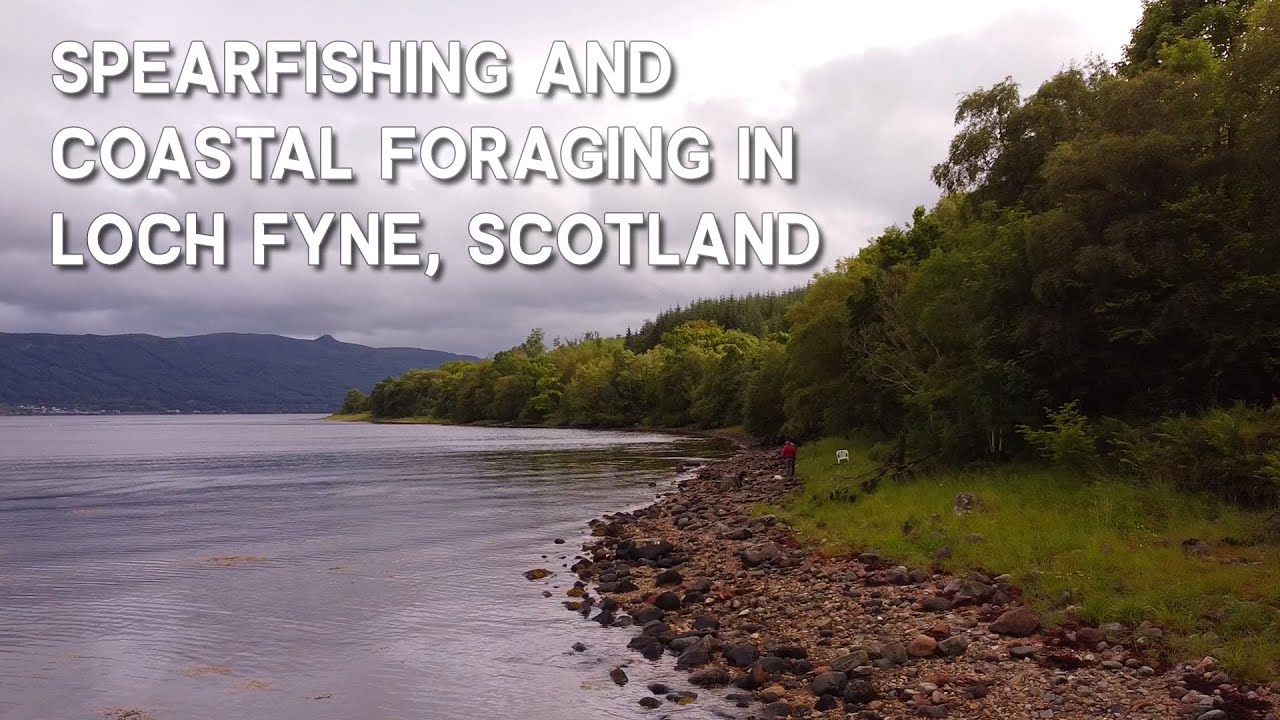 Spearfishing in Loch Fyne, Scotland - Langoustine, crabs and mussells!