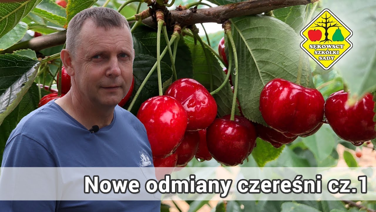 Nowe odmiany czereśni [część 1/3]  -  New varieties of cherries [part 1/3