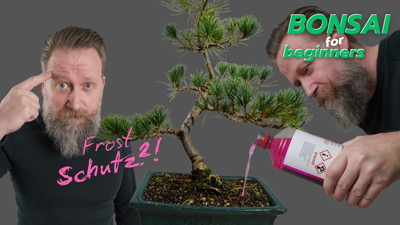 Frostschutz- Bonsai frostsicher überwintern- die Gefahr von Spätfrost