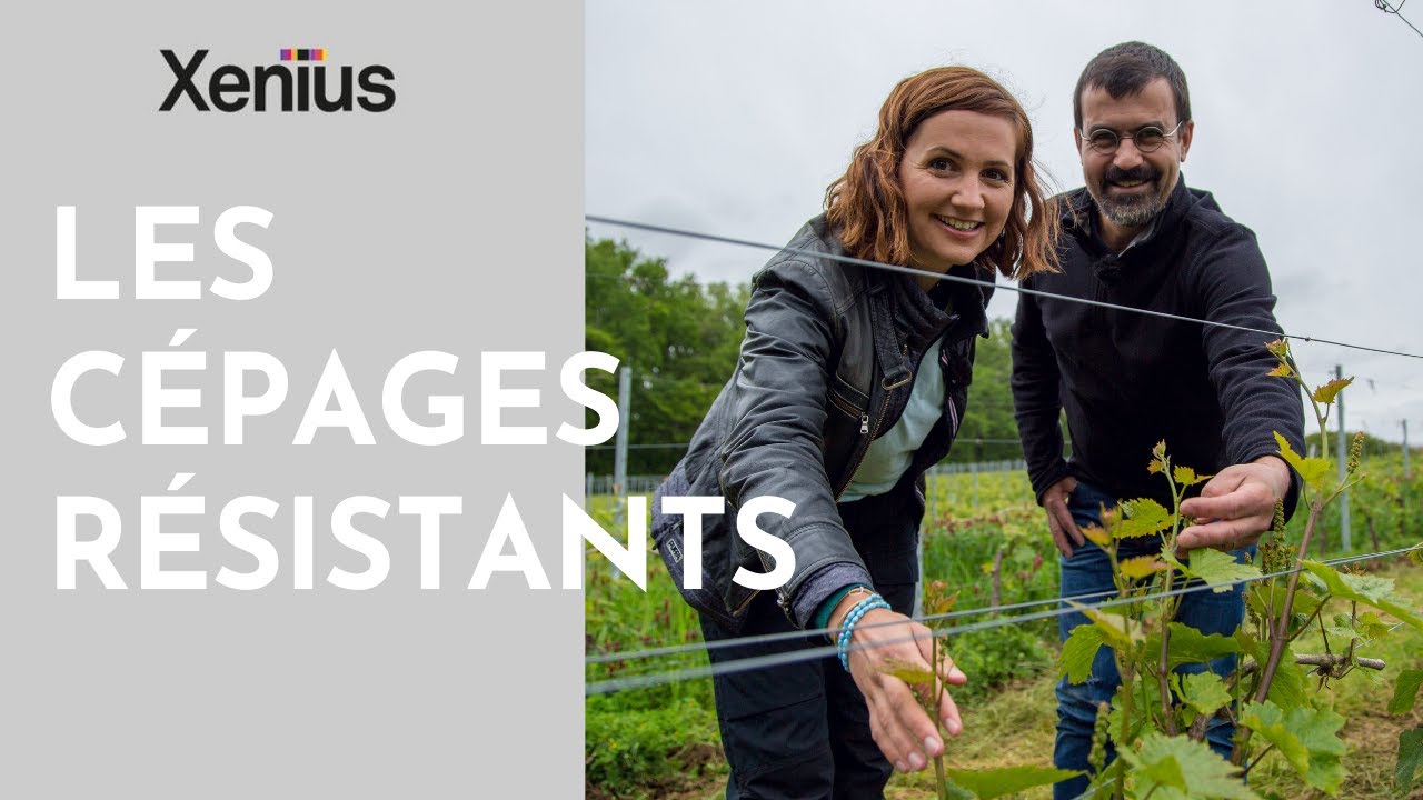 Xenius   Les c&eacute;pages r&eacute;sistants