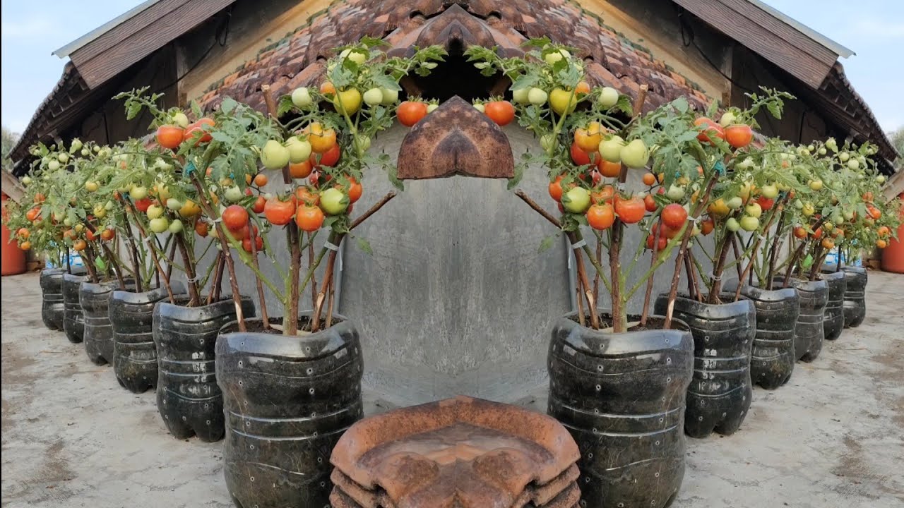 cara menanam tomat supaya berbuah lebat || how to grow fruit tomatoes from seed to harvest