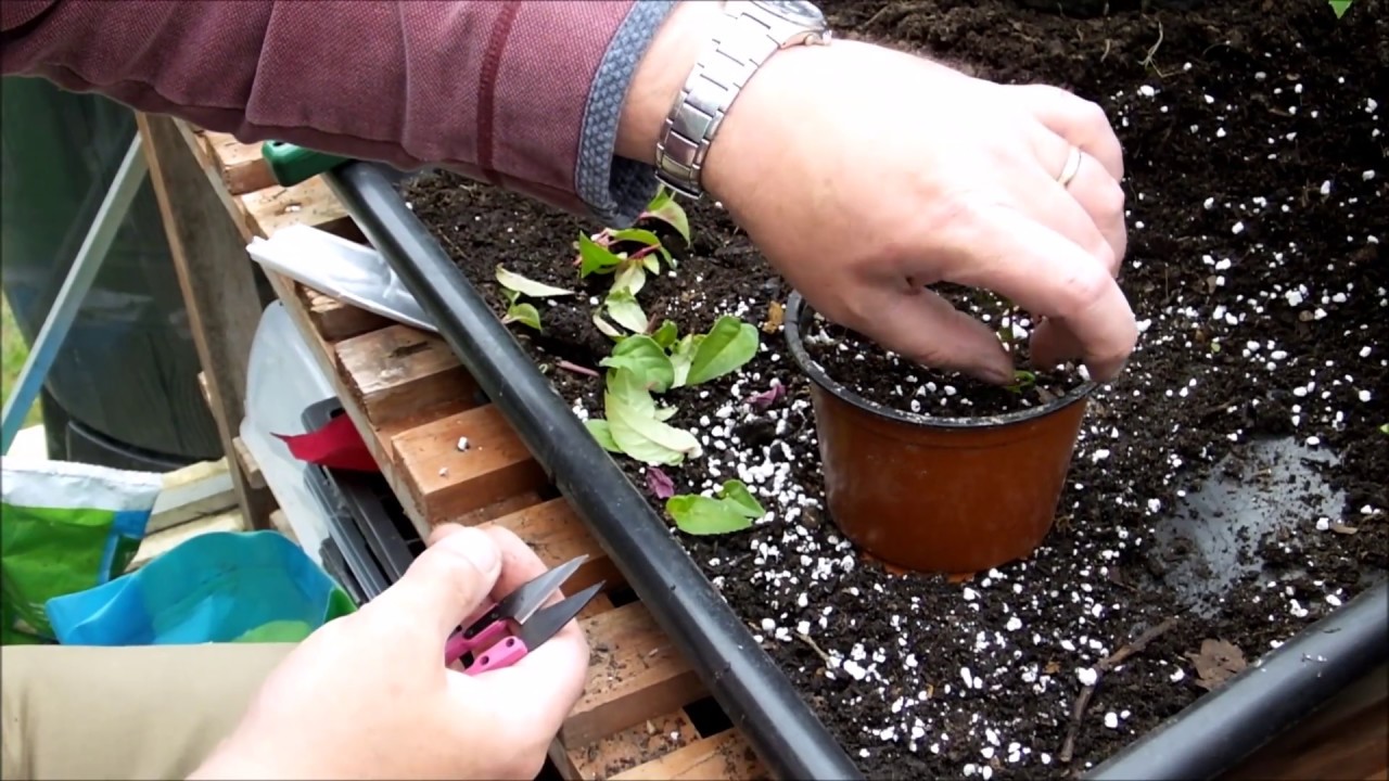 Pinching out and taking fuchsia cuttings