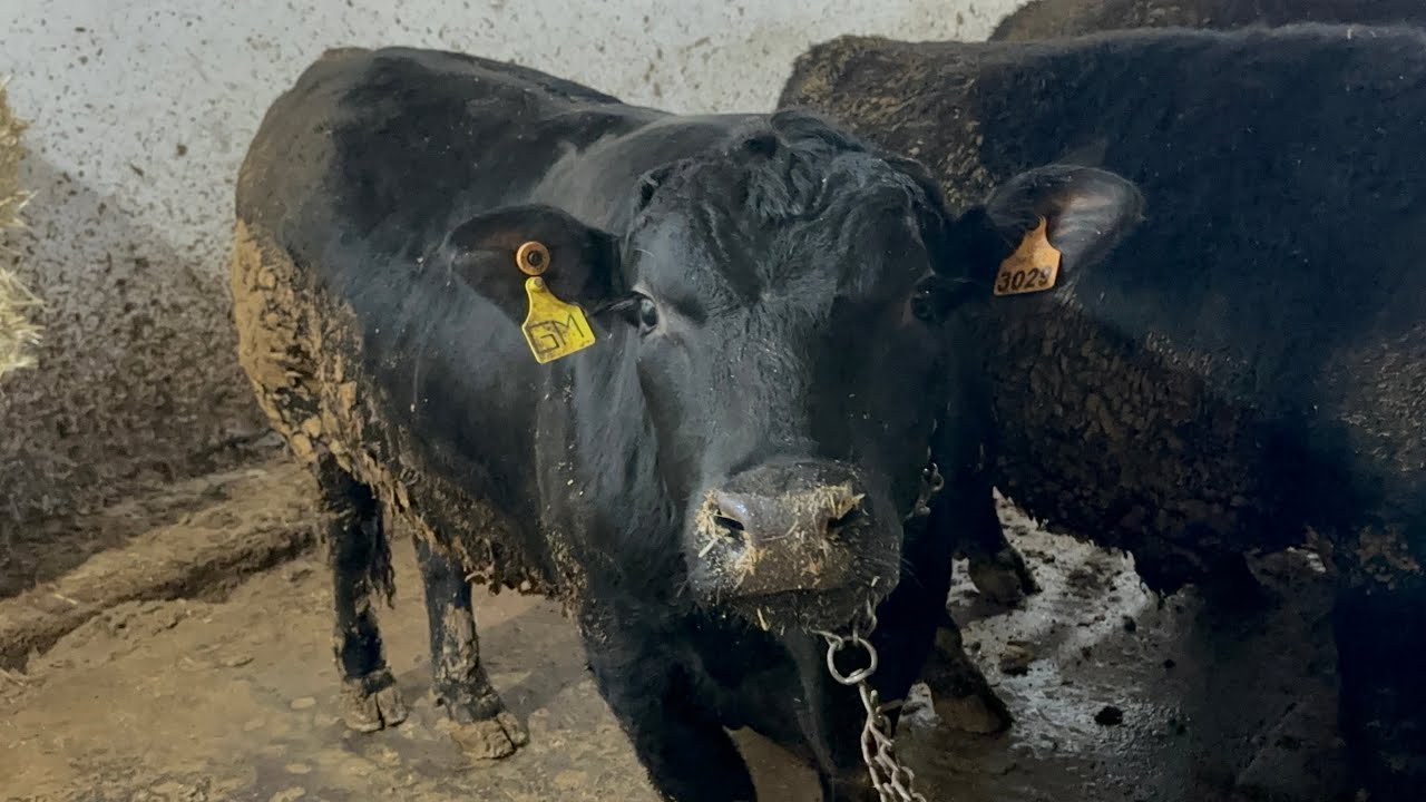ANGUSLARIN 3 AYLIK GELİŞİMİ… #çiftlikişleri #cow #buzağı #kurbanlık 