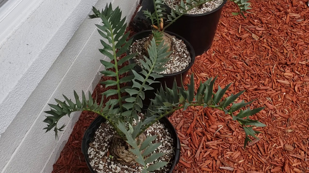 Encephalartos horridus 