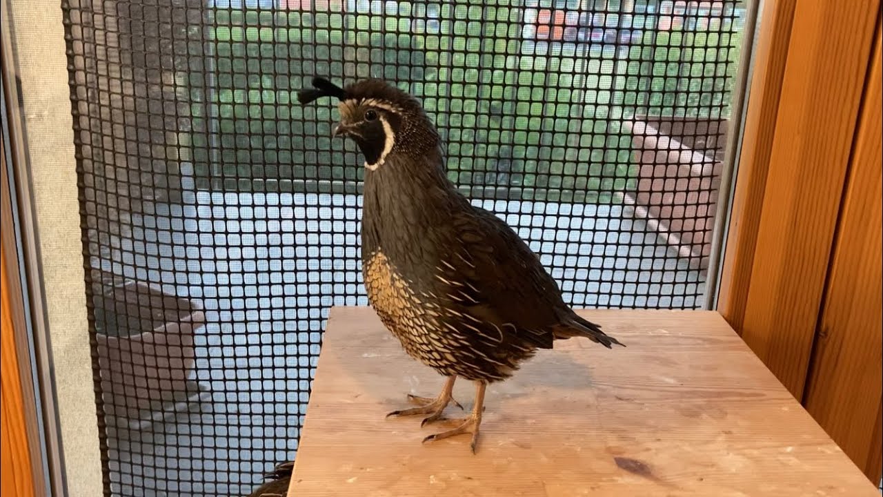 My pet male California quail Harem is becoming quite aggressive! 😬😫🐦