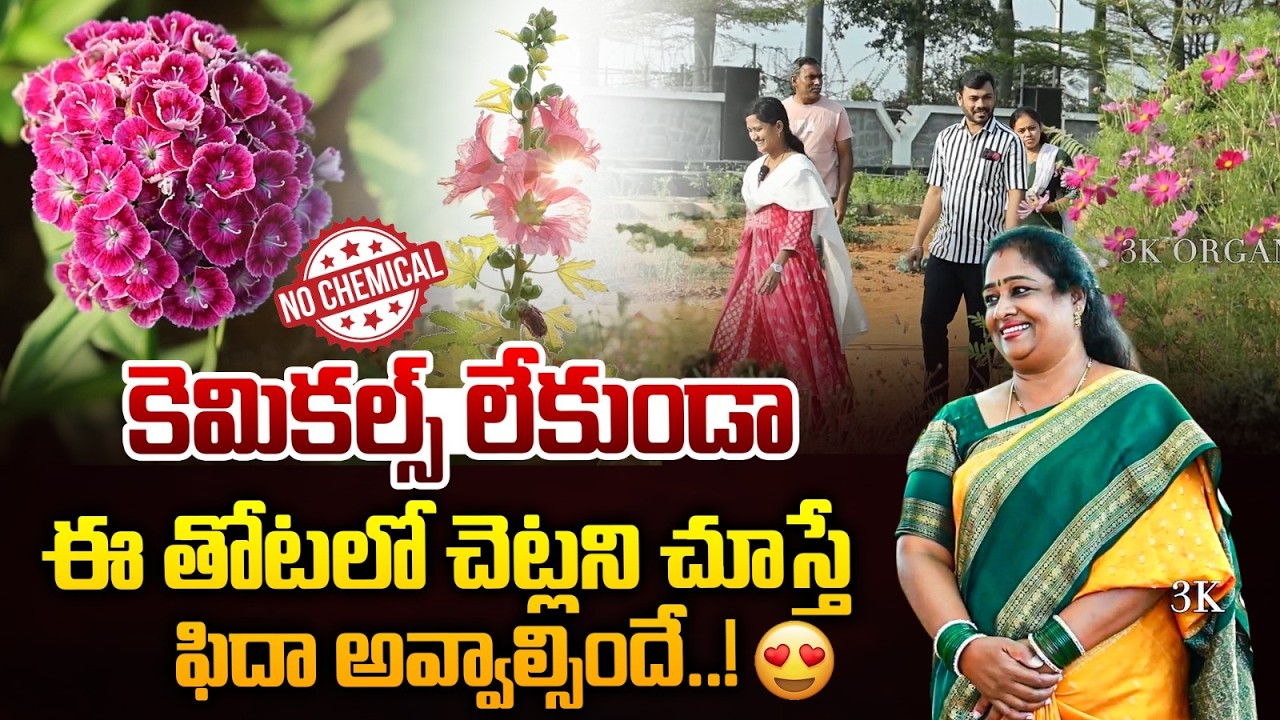 కెమికల్స్ లేకుండా ఈ తోటలో చెట్లని చూస్తే ఫిదా అవ్వాల్సిందే..! | Organic Garden | 3K Organics తోట🌿💖