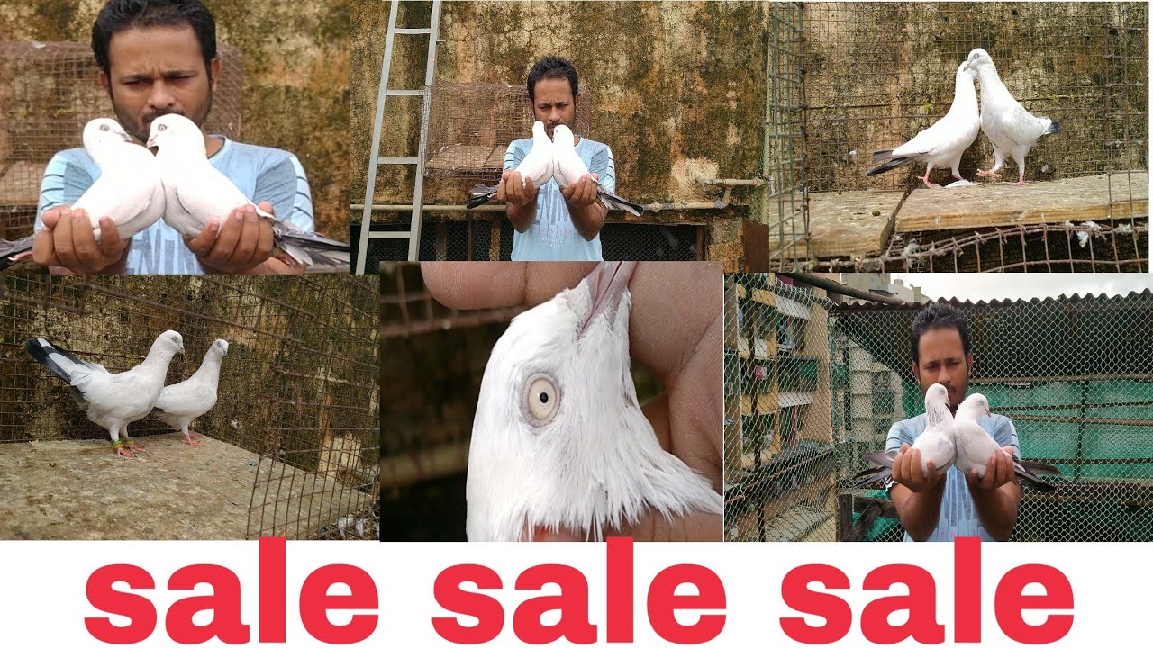 Bablu Bhai loft / Kaldum Breeding pair 💯 udan  sale sale / Ulhasnagar/ Mumbai/Maharashtra.
