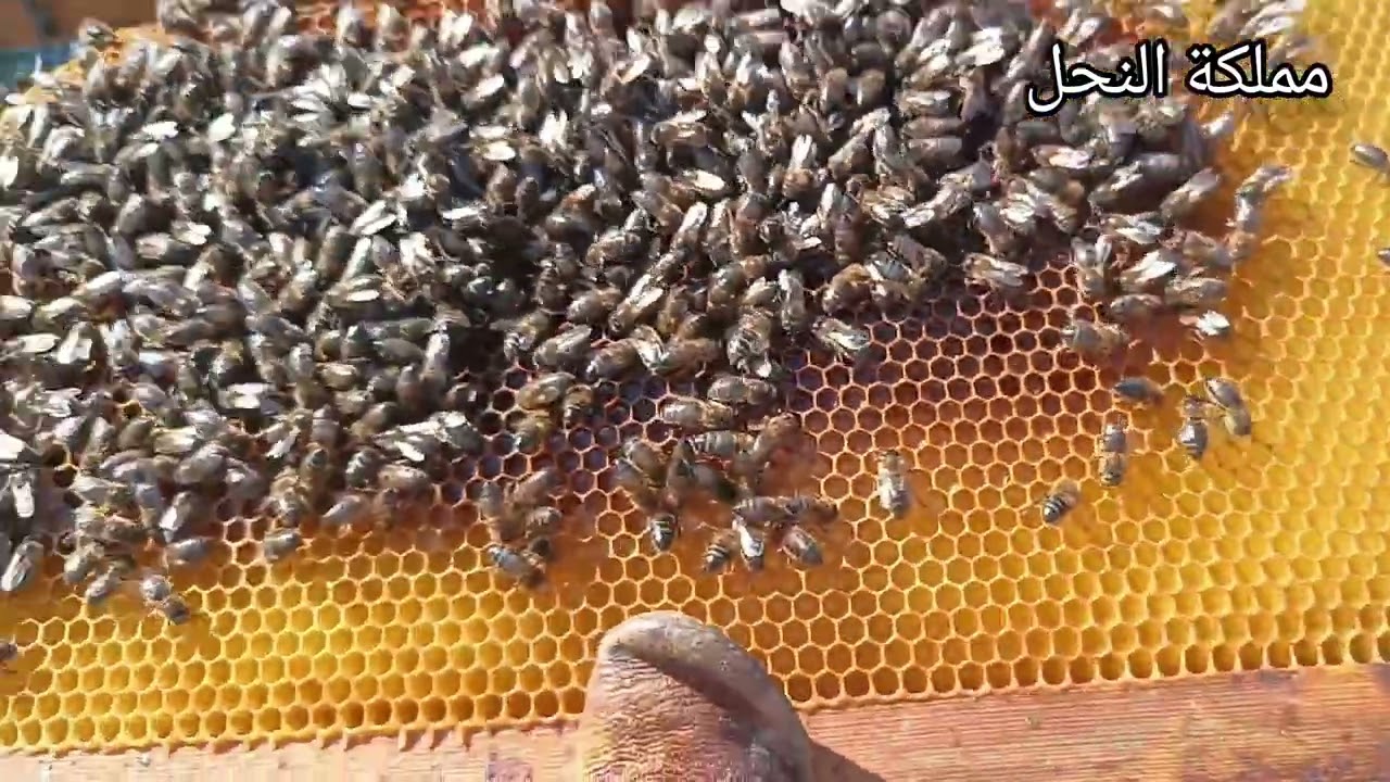 فحص خلية نحل وإطعامها بعجينة الكاندي في الشتاء 