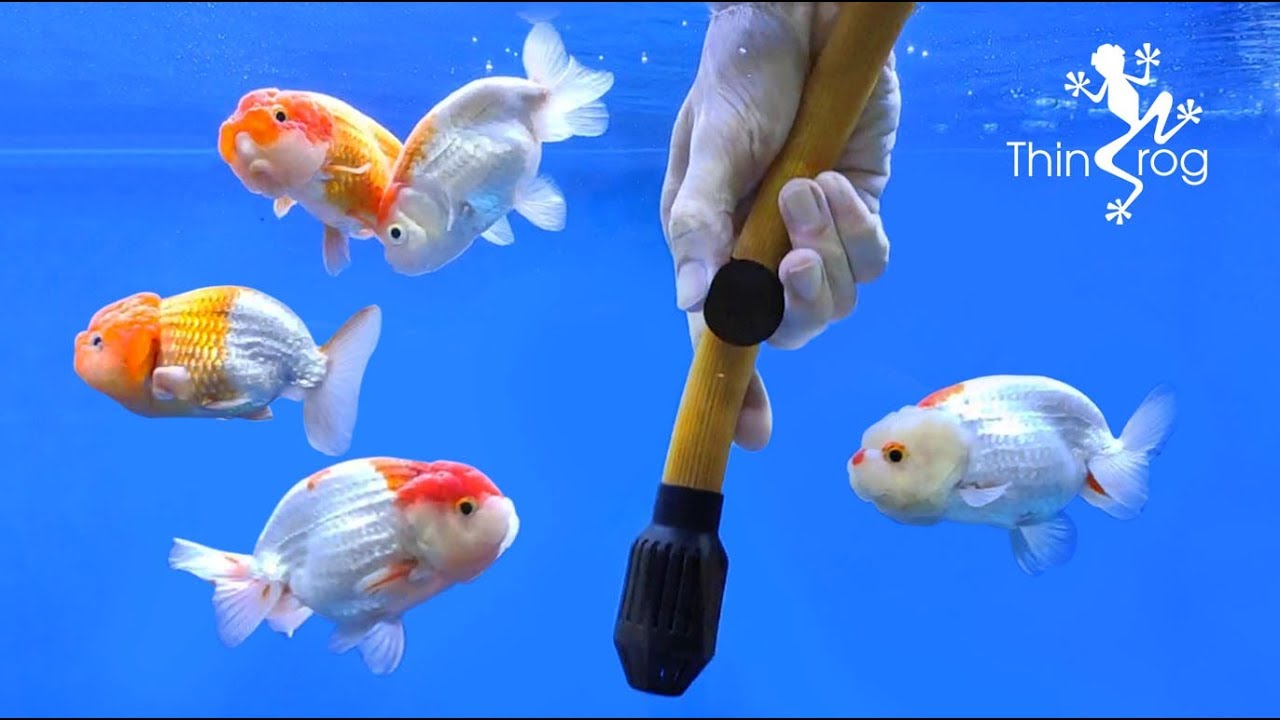 Cleaning Up My Goldfish Tank