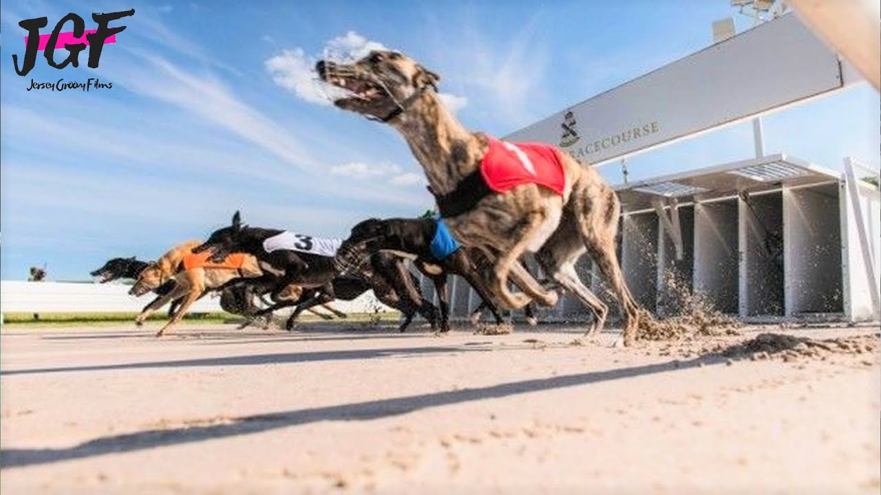Australian Dog Racing - Greyhounds Track Race