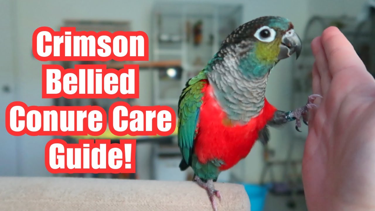 Руководство по уходу за краснобрюхими конурами | Всё, что вам нужно знать! | BirdNerdSophie