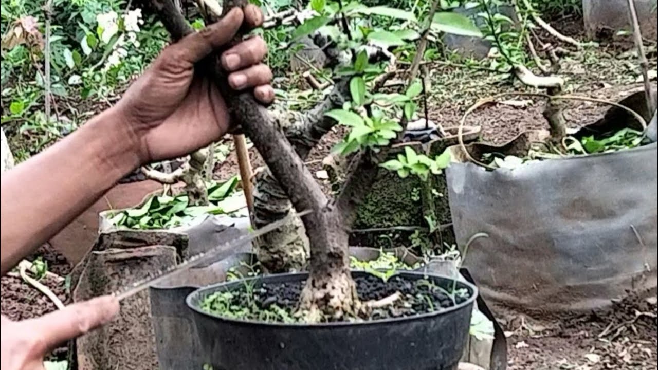Awalnya ragu akhinya nekat potong bonsai anting putri jadi bogel