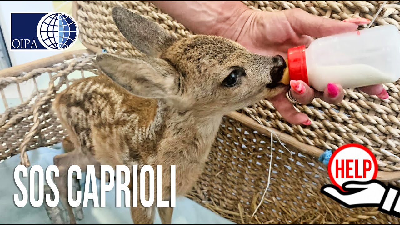 CRAS TREVISO: SENZA SOSTA I RECUPERI DI PICCOLI CAPRIOLI.