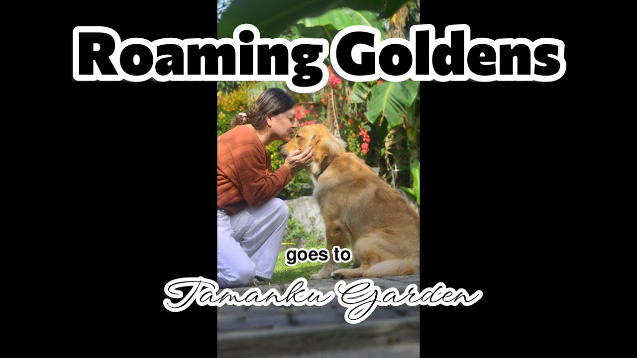 Pet Friendly Resort Batangas | Golden Retrievers | New Year 2026