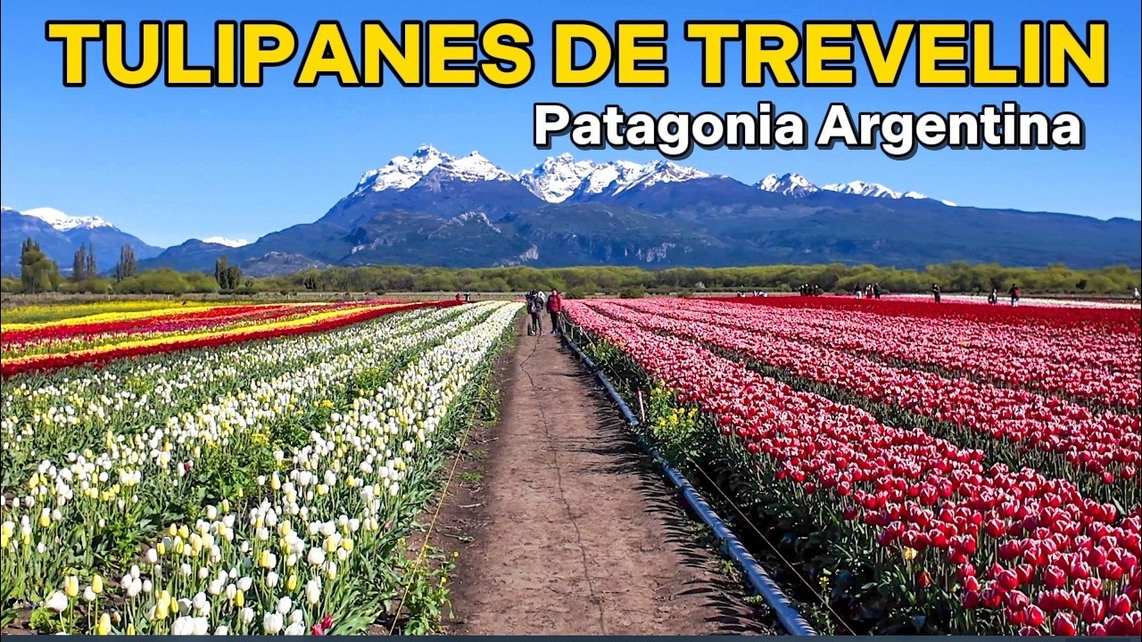 【4K】Encontré el Paraíso de Tulipanes en plena Patagonia 🌷 - Trevelin, Chubut | Argentina