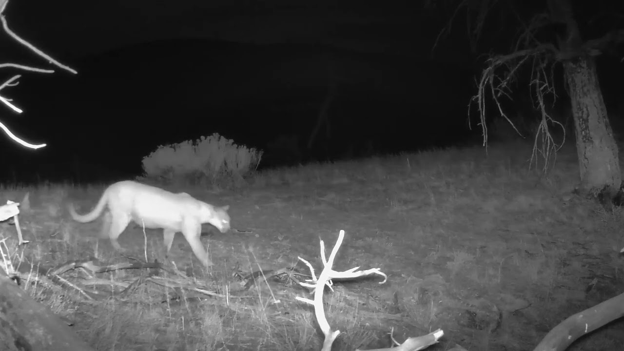 Young adult cubs playing at deer kill Dec 5 2022