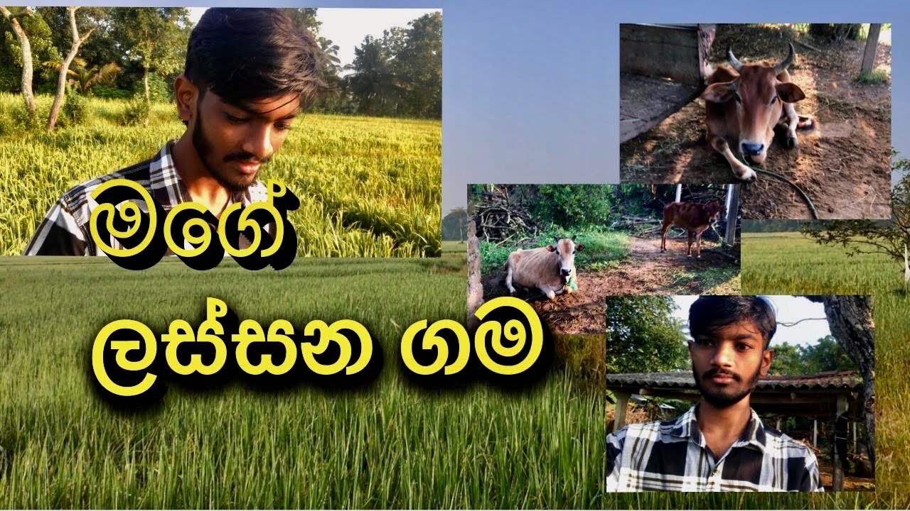 Vlog 9 මගේ ලස්සන ගම බලන්න ගියා ❤️