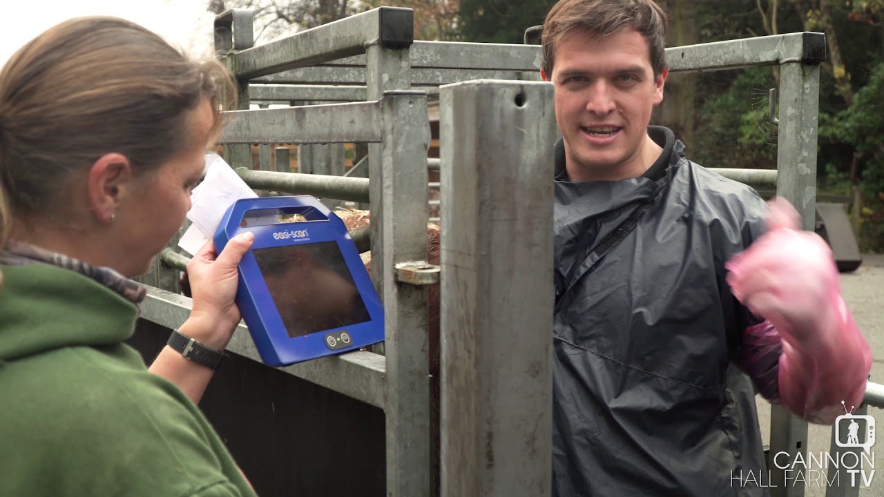 Ultrasounds from cows - Cannon Hall Farm.