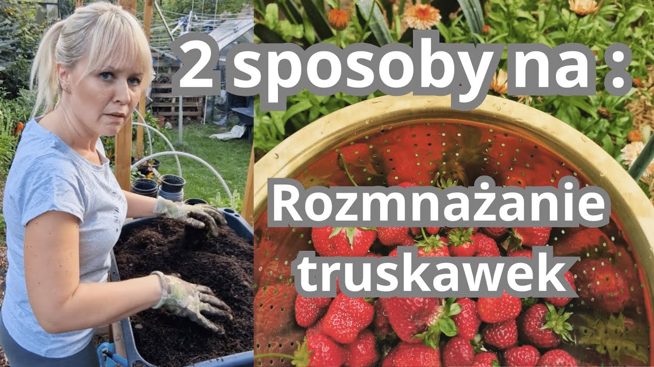 Pielęgnacja truskawek na jesień - rozmnażanie na 2 sposoby łatwy i łatwiejszy