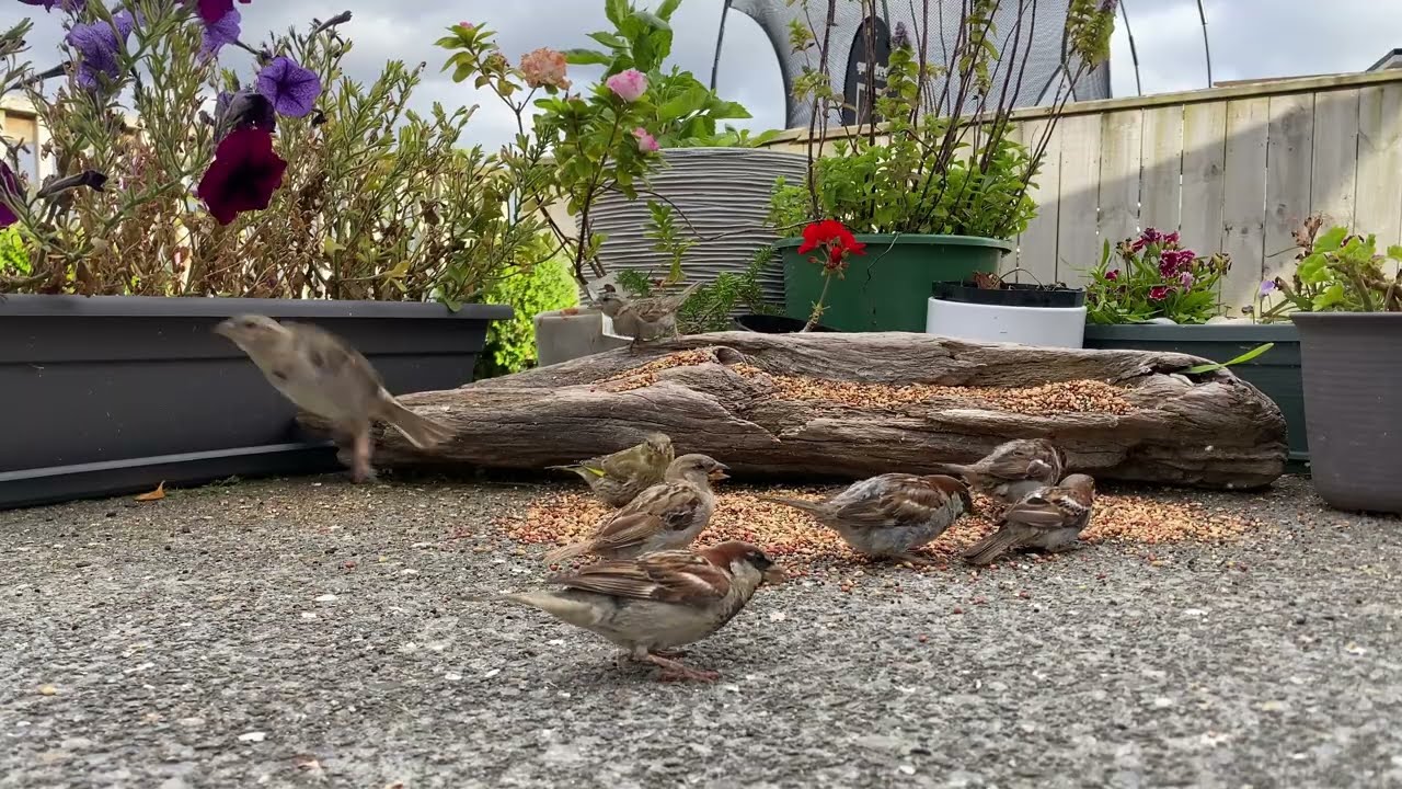 CATS TV birds 10