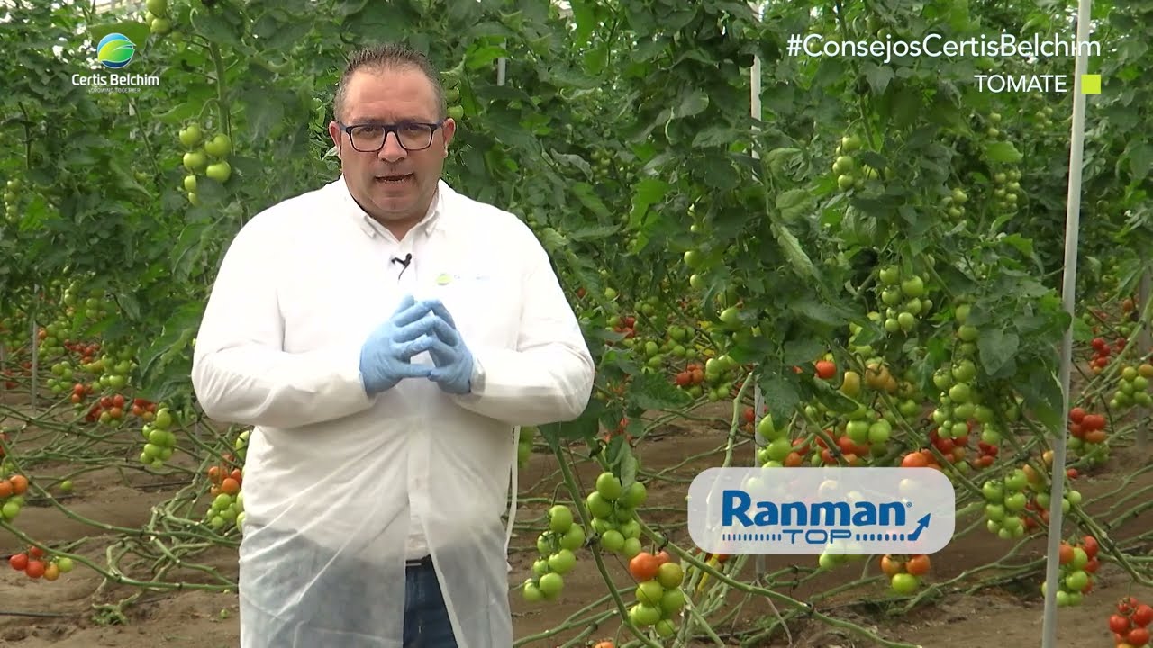 #ConsejosCertisBelchim contra mildiu en tomate por V&iacute;ctor L&oacute;pez