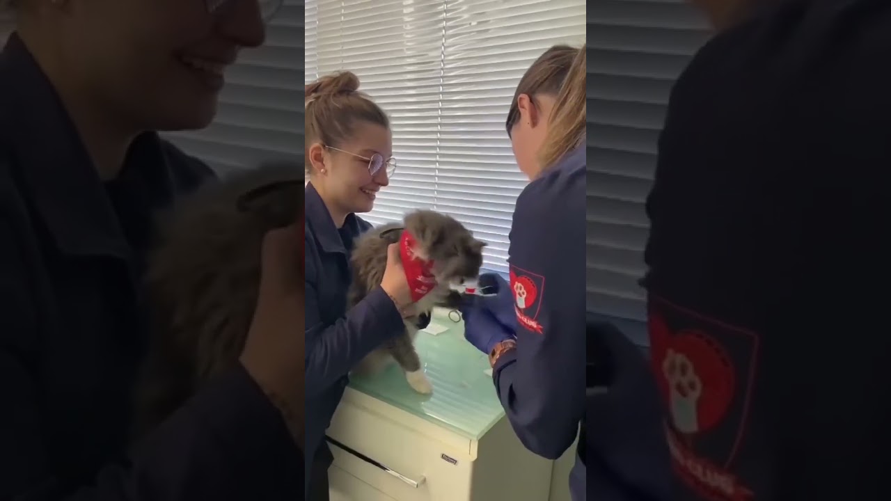 Try not to laugh at these naughty animals! 😂 #funnyanimals #dog #cat #pets #funny