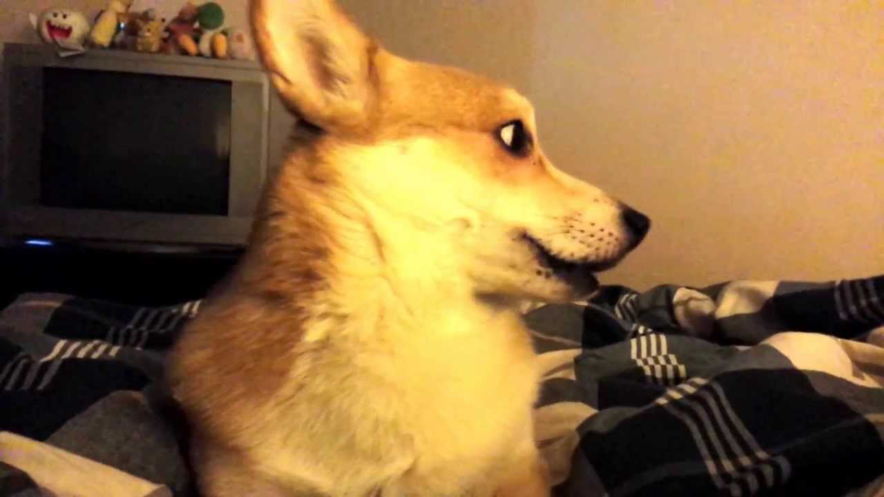 Gally the Corgi Wake Up Call