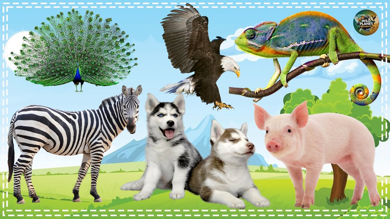 Animal Farm Sounds: Peacock, Eagle, Chameleon, Zebra, Husky Pig - Animal Paradise
