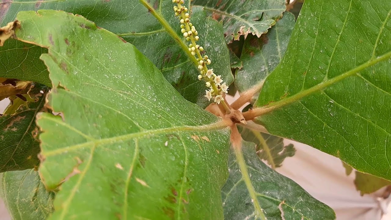 الحل النهائي للقضاء علي النمل بطريقة امنة وسهل وبدون استخدام اى مبيدات