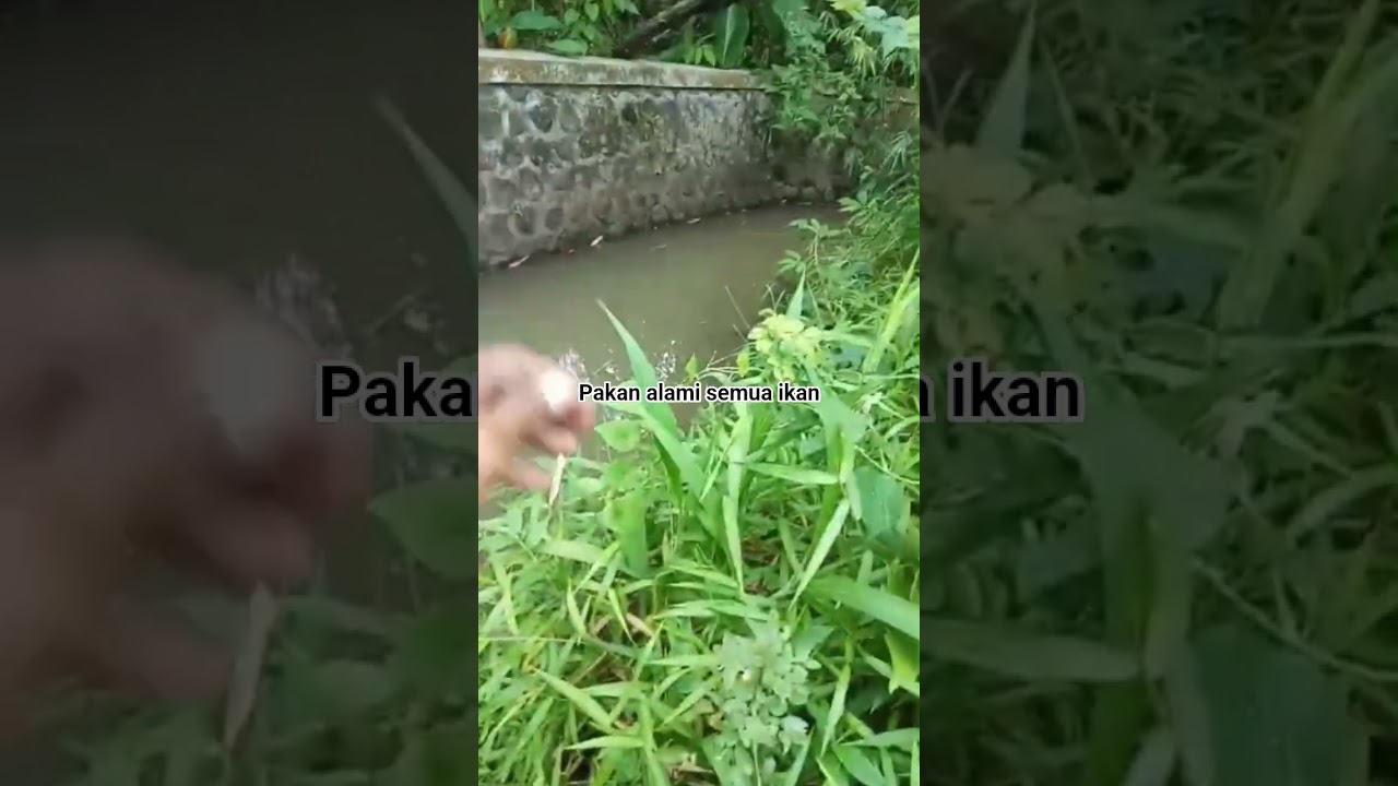 mantra pemanggil ikan 