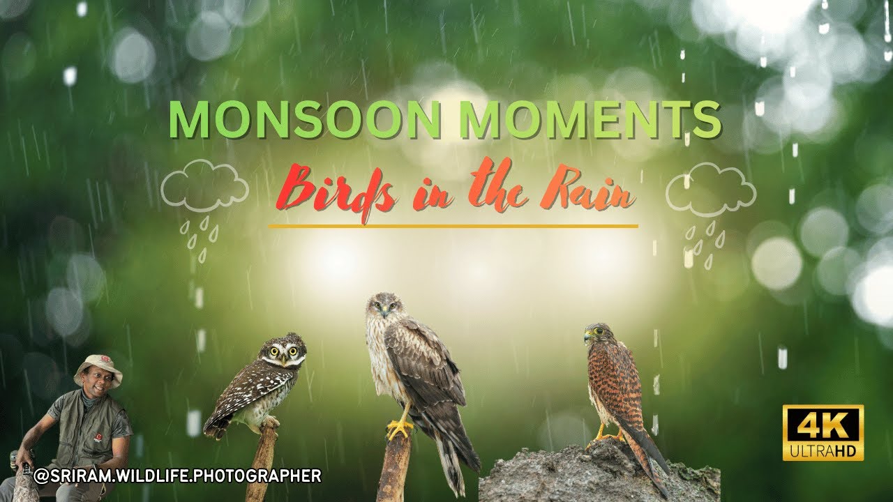 Monsoon Moments - Birds in the Rain | #sriramwildlifephotographer | 4K