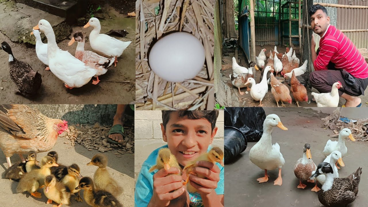 হাঁসগুলোকে কি খাওয়ালে অনেকগুলো ডিম পাওয়া যায়? 😱🪿 How to get more egg from duck 🦆 #ducklingspro 