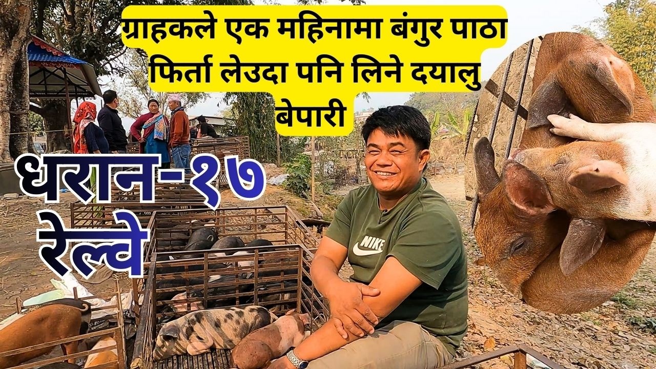 रेल्वे सुक्रबारे हाटबजारमा दयालु सुँगुर बंगुर बेपारी भेटियो/Every Friday Pig Market in Dharan/Nepal