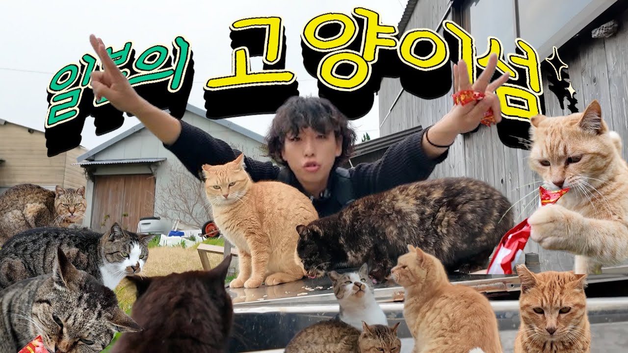 일본, 힐링의 고양이섬 '아이노시마'에 다녀오다